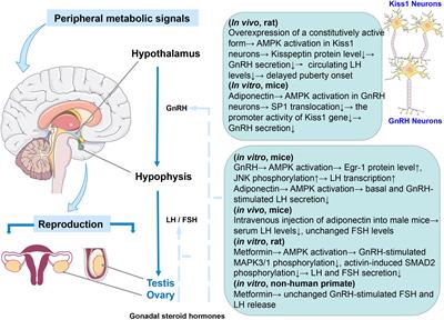 Roles of AMP-Activated Protein Kinase (AMPK) in Mammalian Reproduction